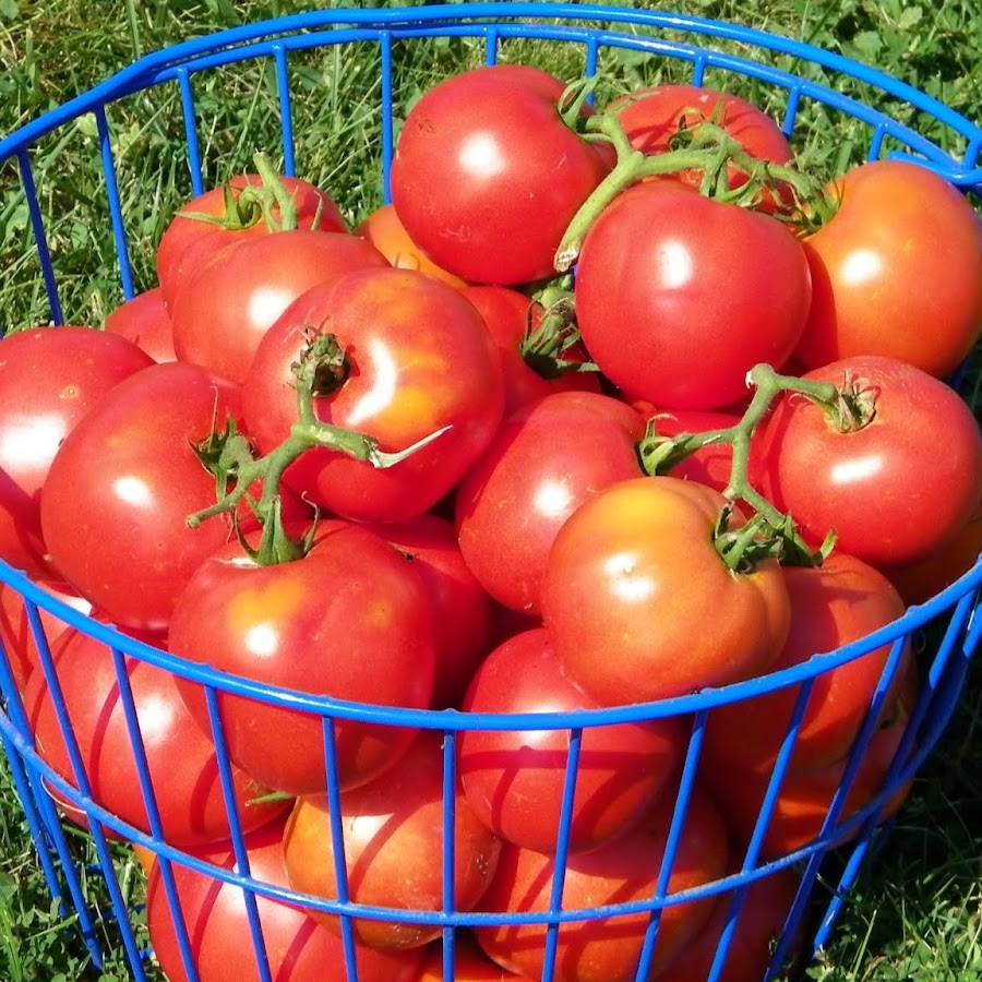 I AM ORGANIC GARDENING यूट्यूब चैनल अवतार