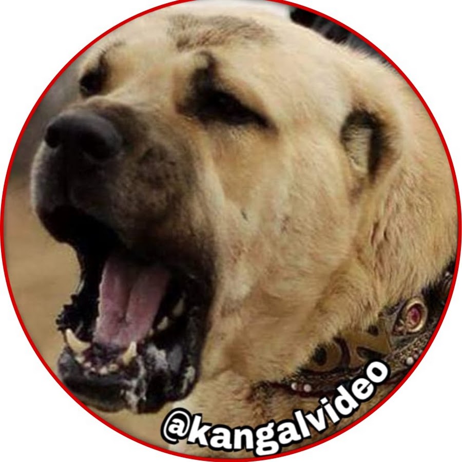 Kangal Video Avatar canale YouTube 
