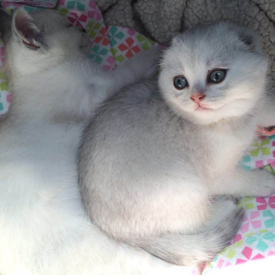 Scottish Fold Sisters رمز قناة اليوتيوب