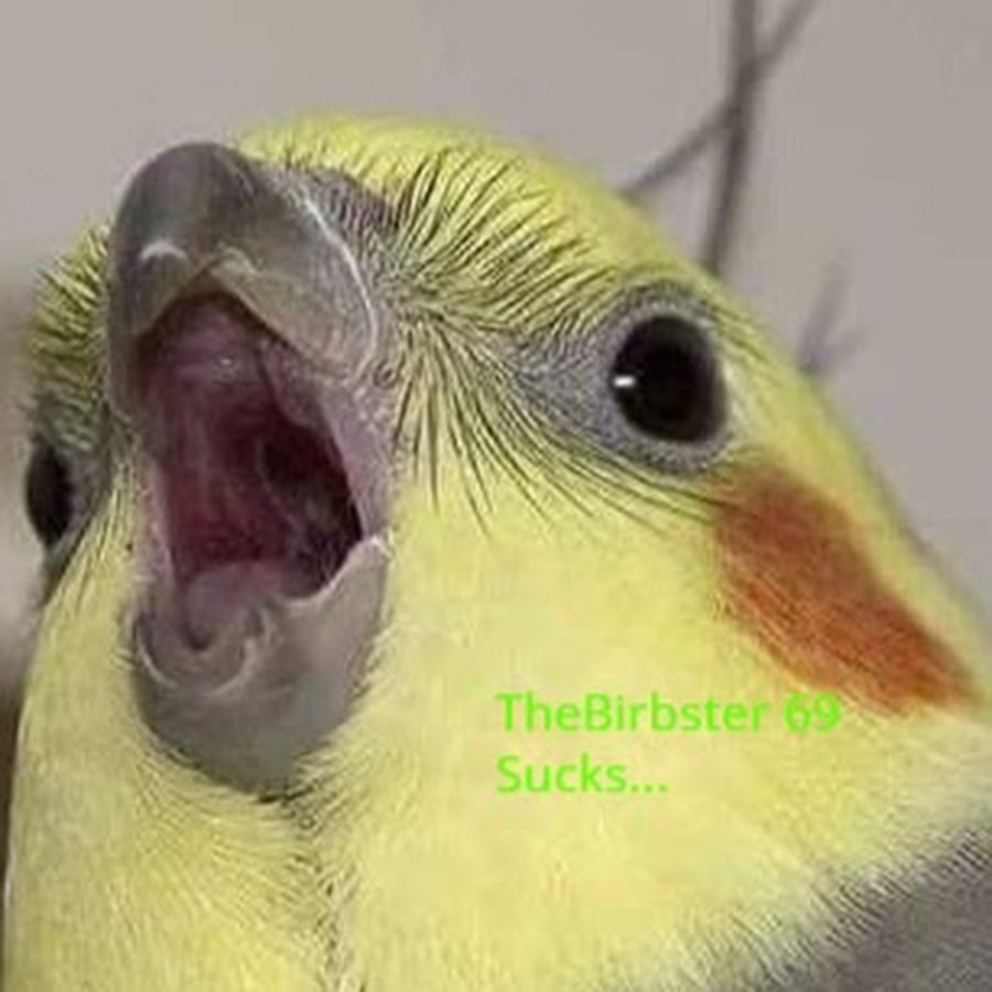 TheBirbSter 69