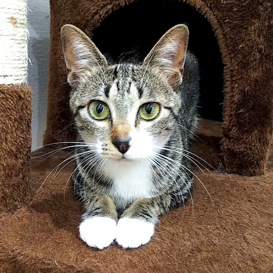 それいけチャンマン Youtube