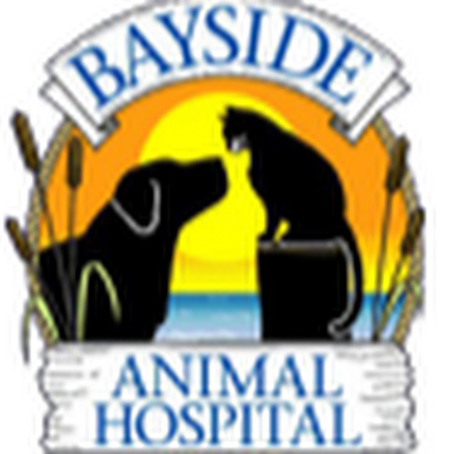 Bayside Animal Hospital Avatar de chaîne YouTube
