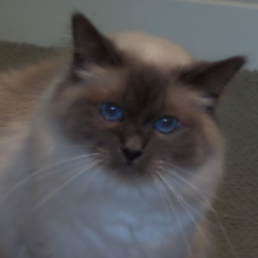 Charlie The Cat YouTube channel avatar