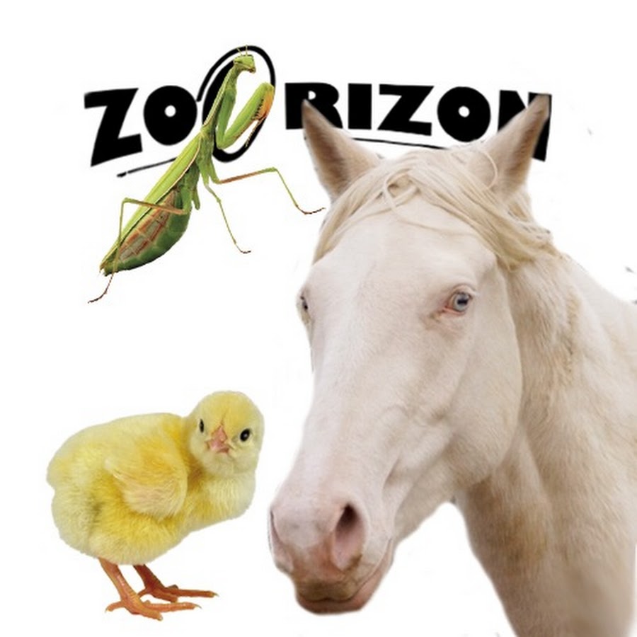 Zoo'rizon