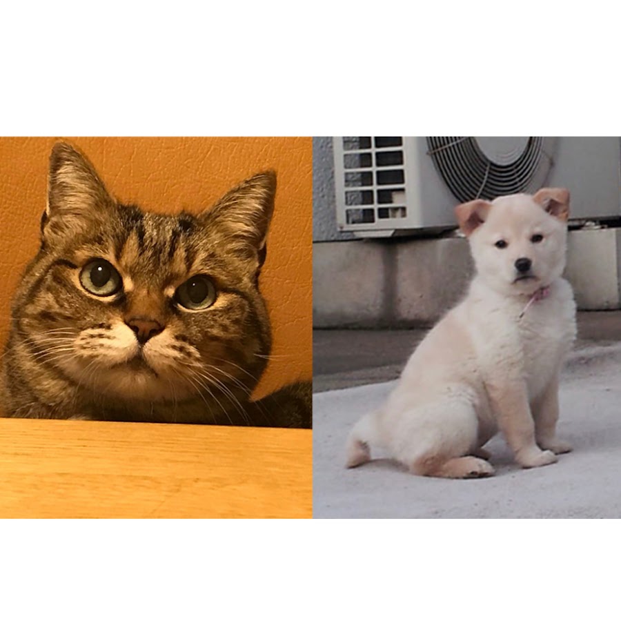 みーちゃんゆきちゃん Youtube