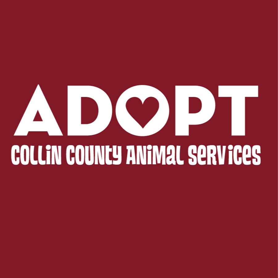 CCASAdoptable YouTube channel avatar