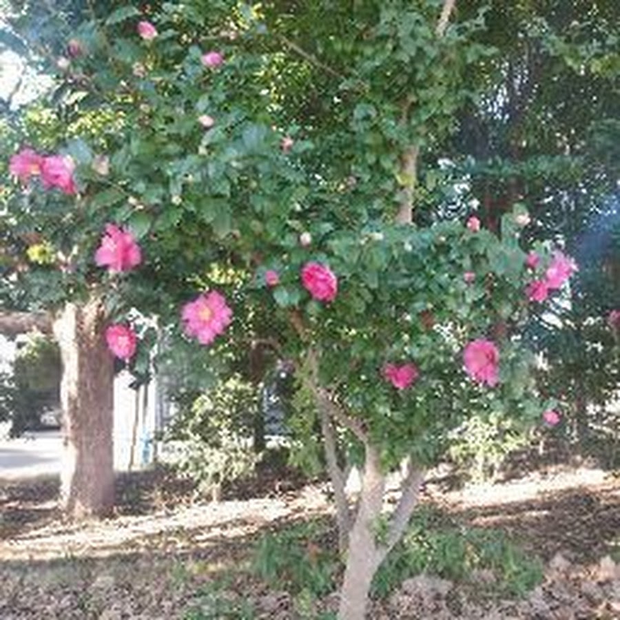 宇野文香 Youtube