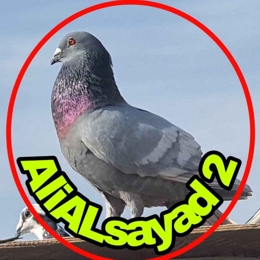 Ali Alsayad 2 رمز قناة اليوتيوب