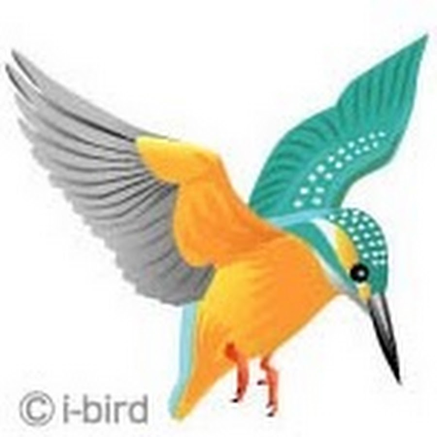 Birdlover.jp YouTube channel avatar