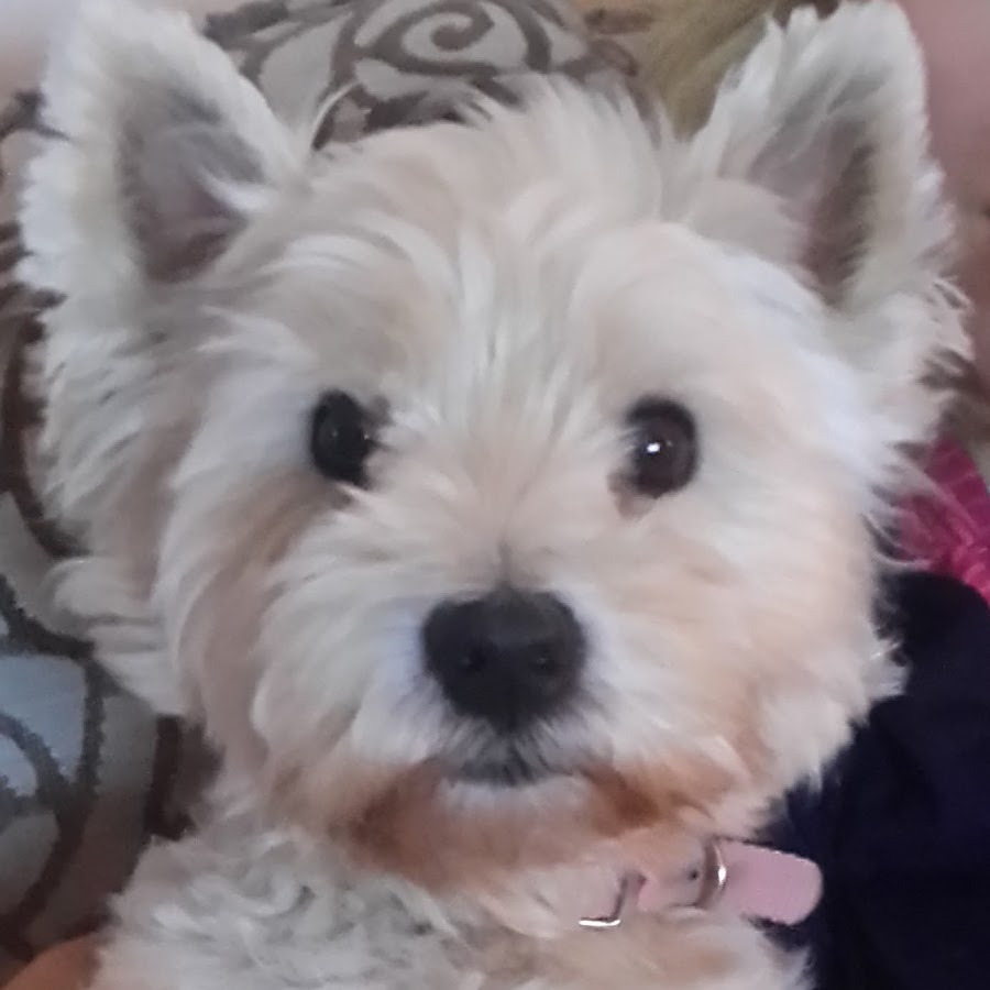 Bonnie the Westie YouTube channel avatar