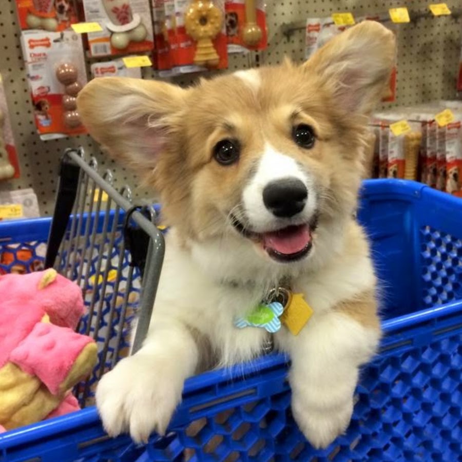 Evelyn TheCorgi Avatar channel YouTube 