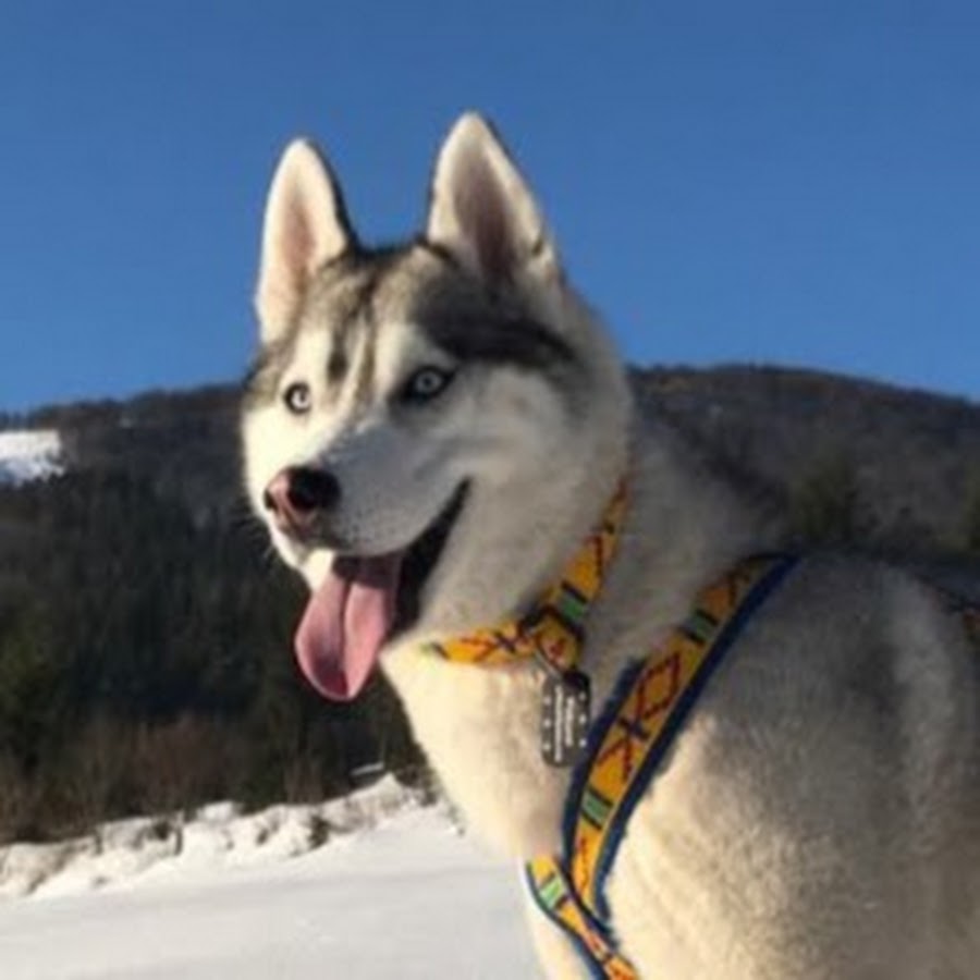 Husky and tourism YouTube channel avatar
