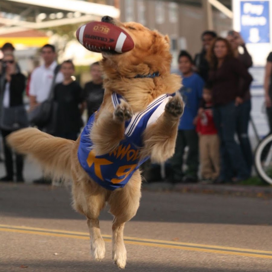 Air Bud Avatar canale YouTube 