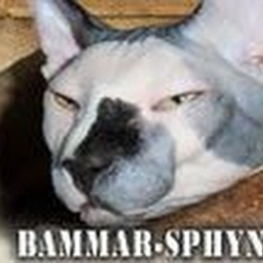 bammarsphynx YouTube channel avatar