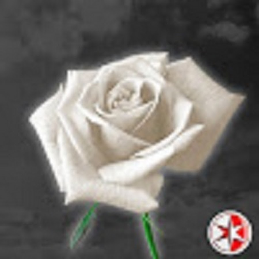 La Rosa de Guadalupe YouTube channel avatar