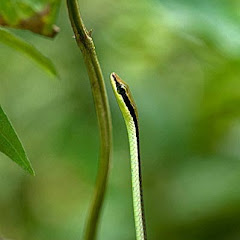 Thumbnail of related channel