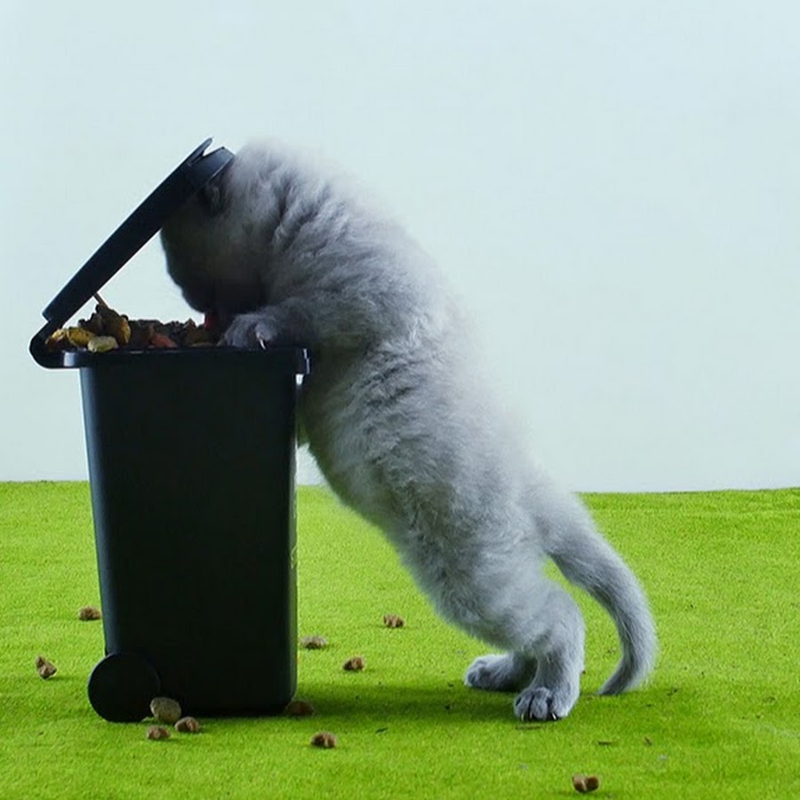 Funny Cats Footage Avatar de canal de YouTube