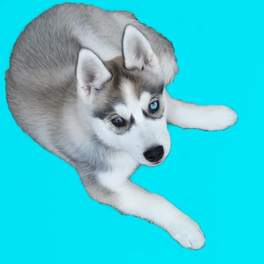 Lunatic the Husky and April YouTube channel avatar