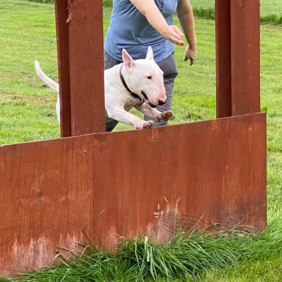 Beattie and Magnus - Bull Terriers loving agility YouTube channel avatar