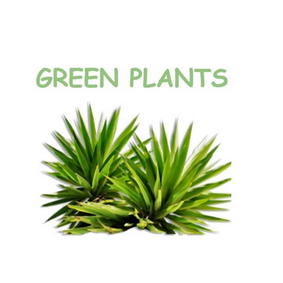 Green plants Avatar de canal de YouTube