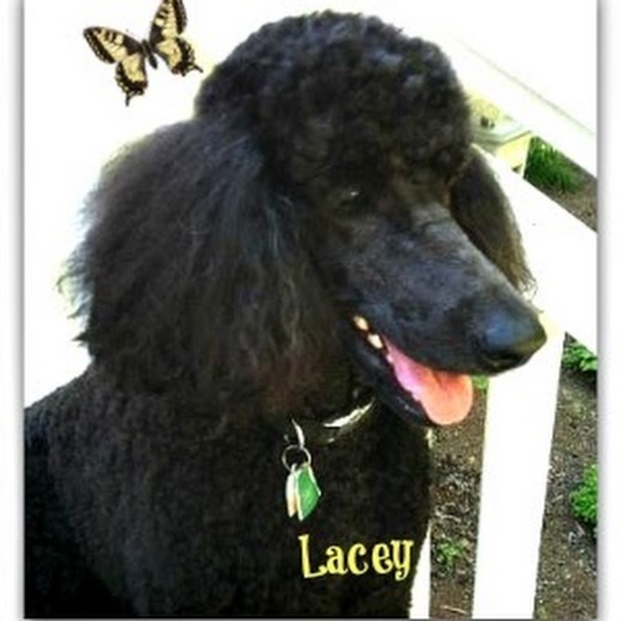 Standard Poodle Owner Avatar channel YouTube 