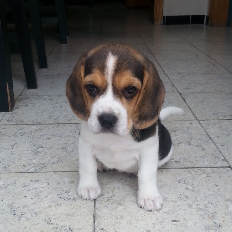 Izzie The Beagle