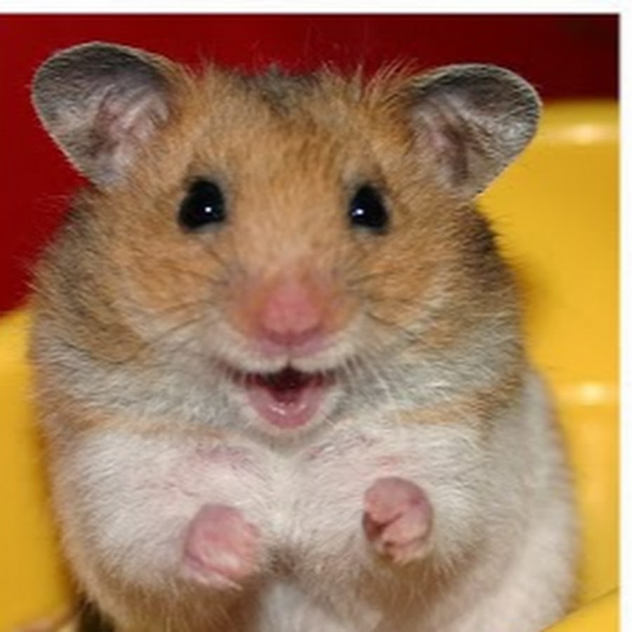 hamster talk YouTube channel avatar
