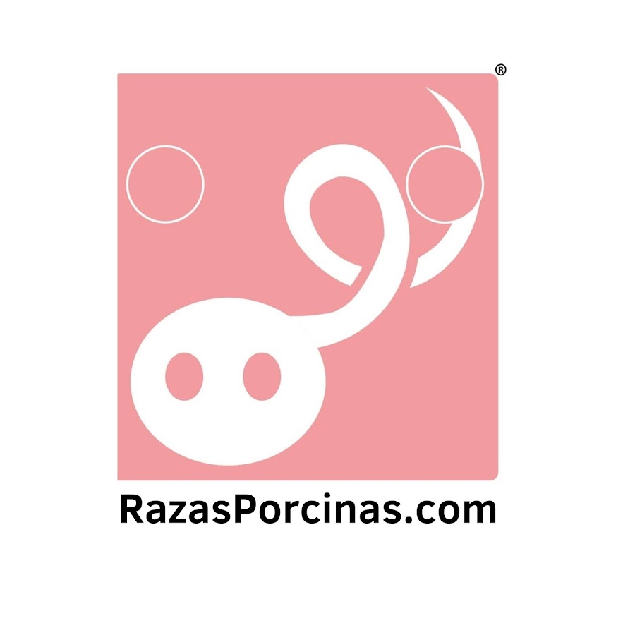 Razas Porcinas ইউটিউব চ্যানেল অ্যাভাটার