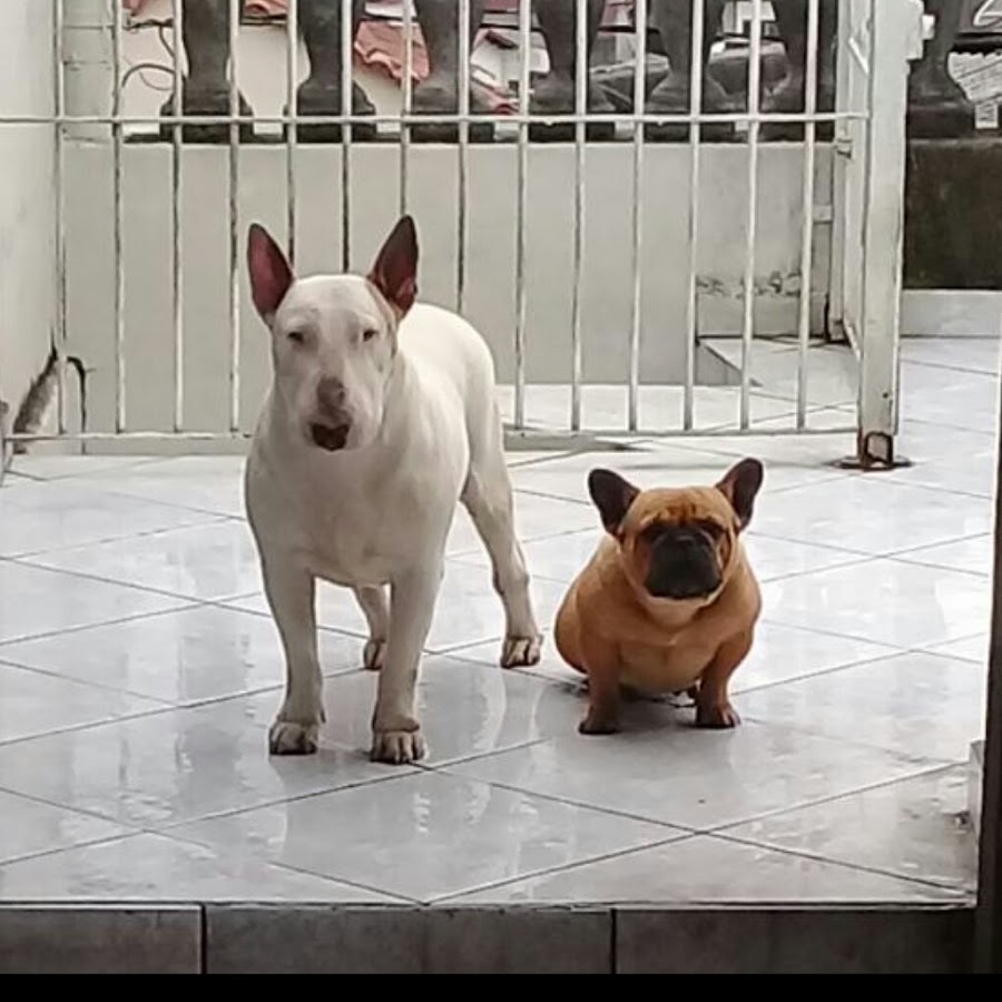 Bressani Bull Terrier Аватар канала YouTube