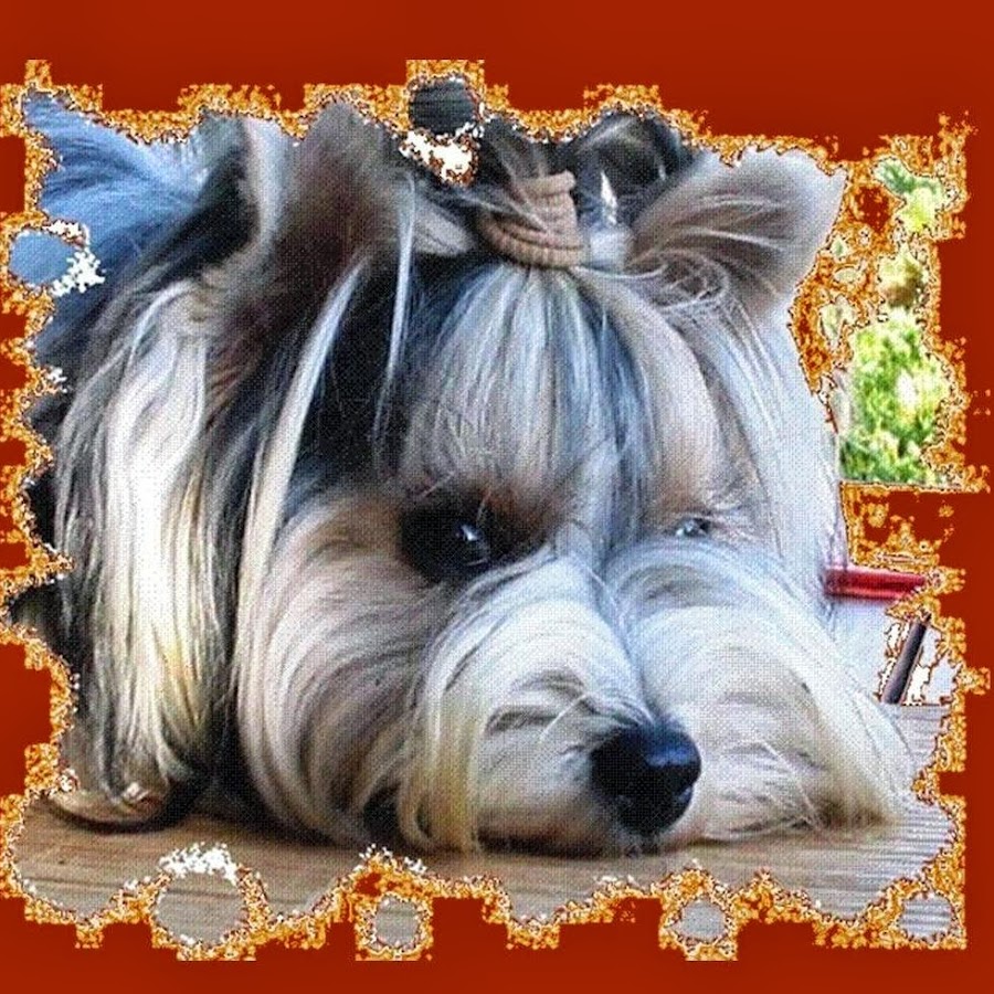 Biewer-Yorkshire-Terrier Avatar canale YouTube 