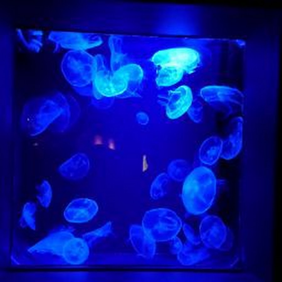 中川和代 Youtube