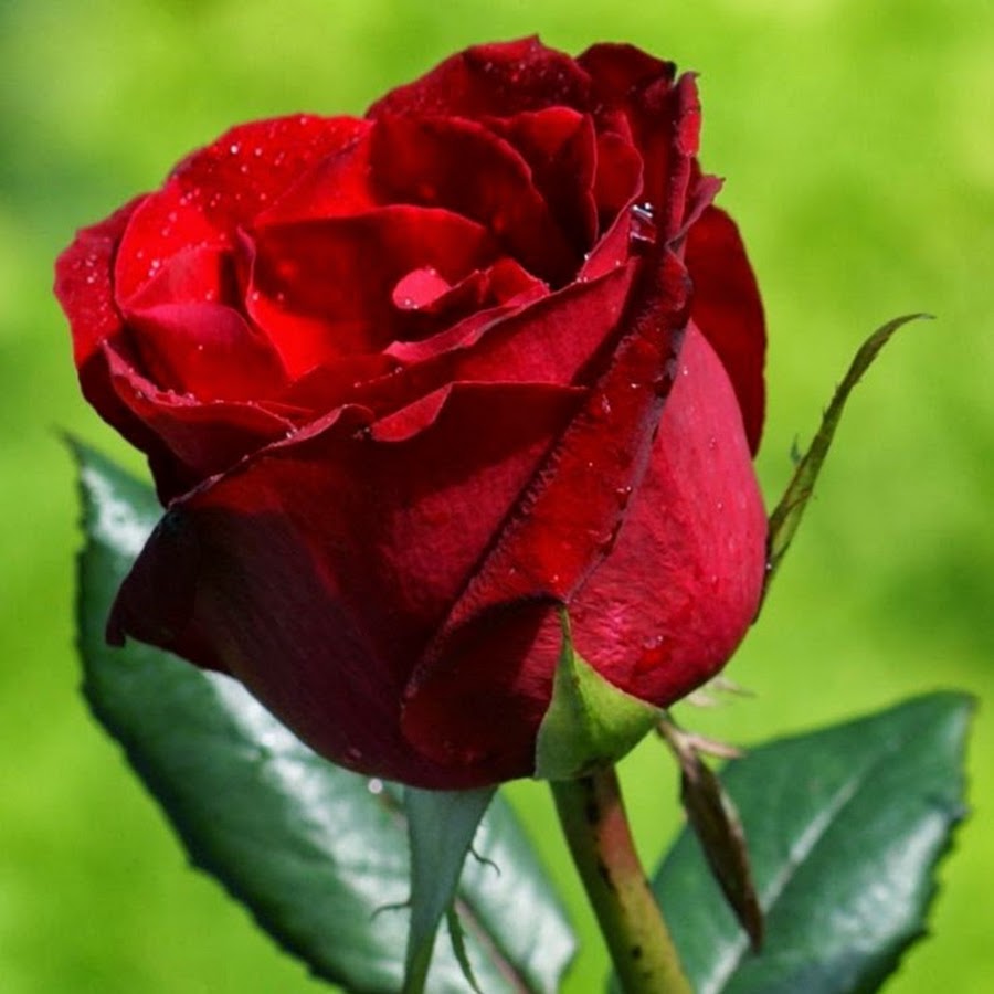 Гули садбарги сурх картинка