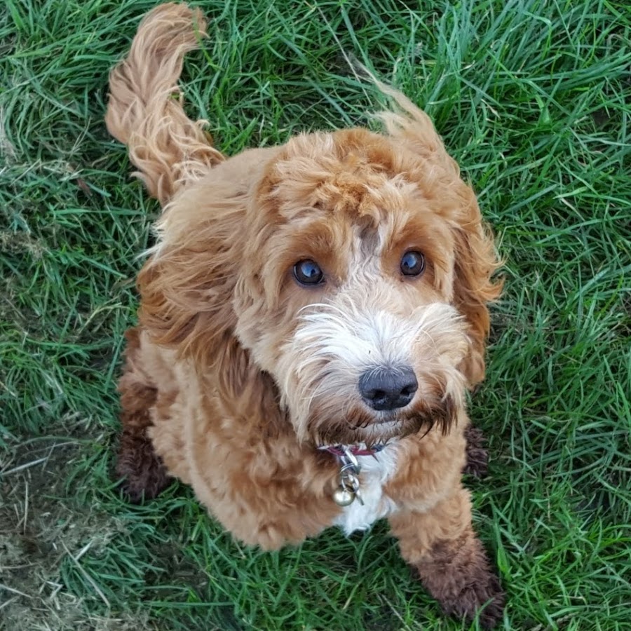 Disney the Cockapoo