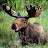 Moose Moose