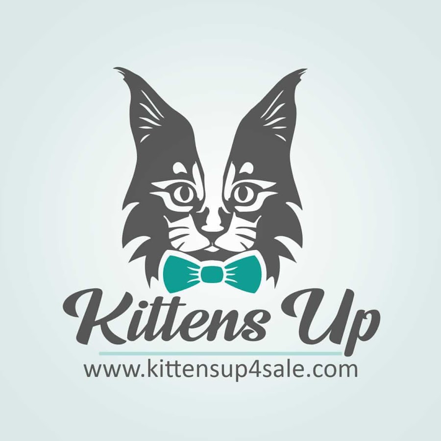 KittensUP for sale YouTube 频道头像