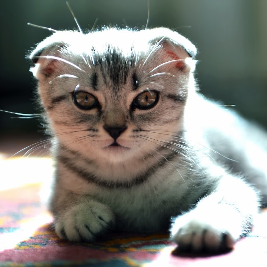 Whiskas Fold यूट्यूब चैनल अवतार