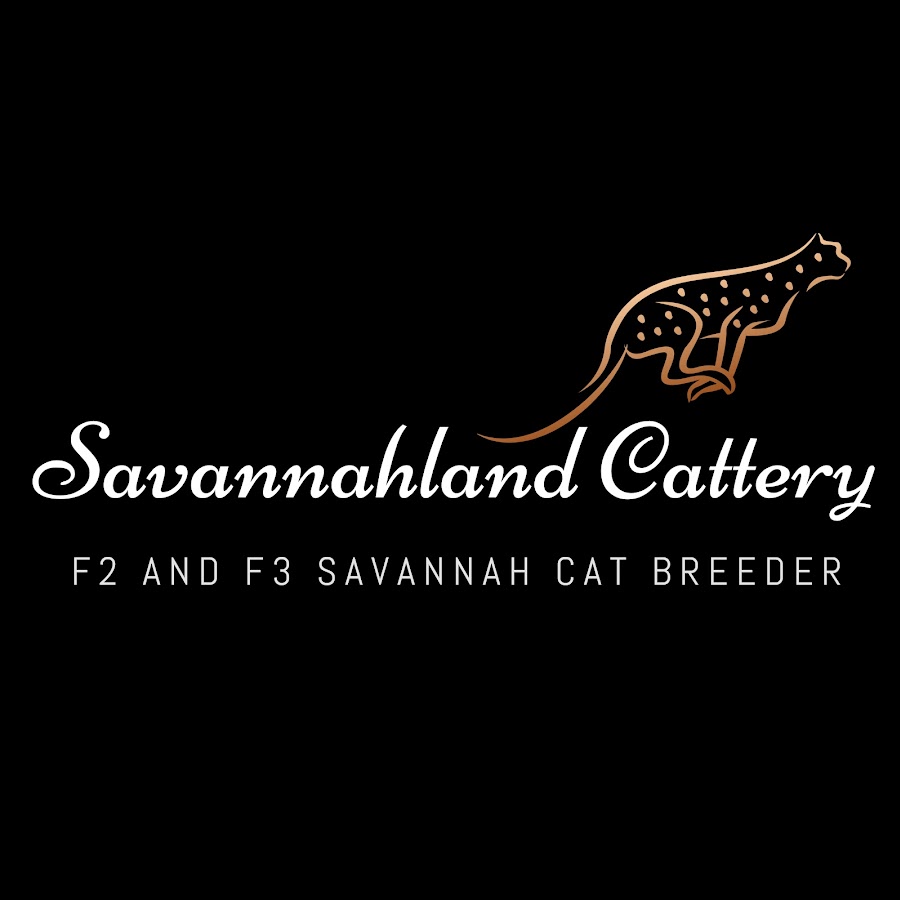 Savannahland Cattery / Chattery YouTube 频道头像