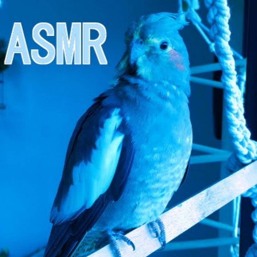 BLUE BIRD ASMR Avatar channel YouTube 