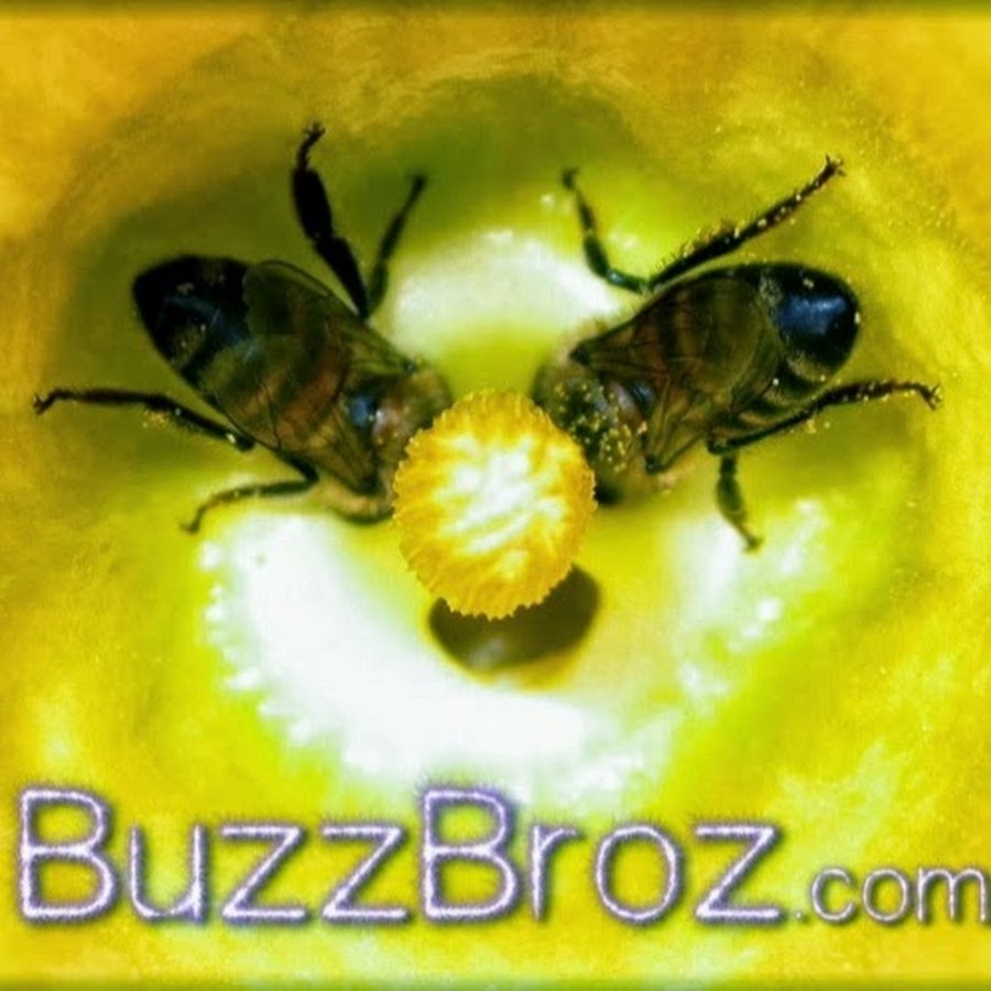 BuzzBroz YouTube channel avatar