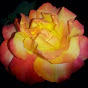 RAMBLIN'ROSE OzzieLinedance YouTube Profile Photo