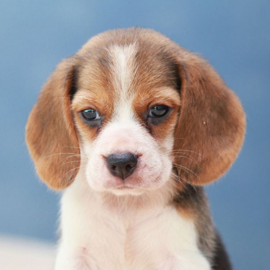 Stefie The Beagle Avatar de chaîne YouTube