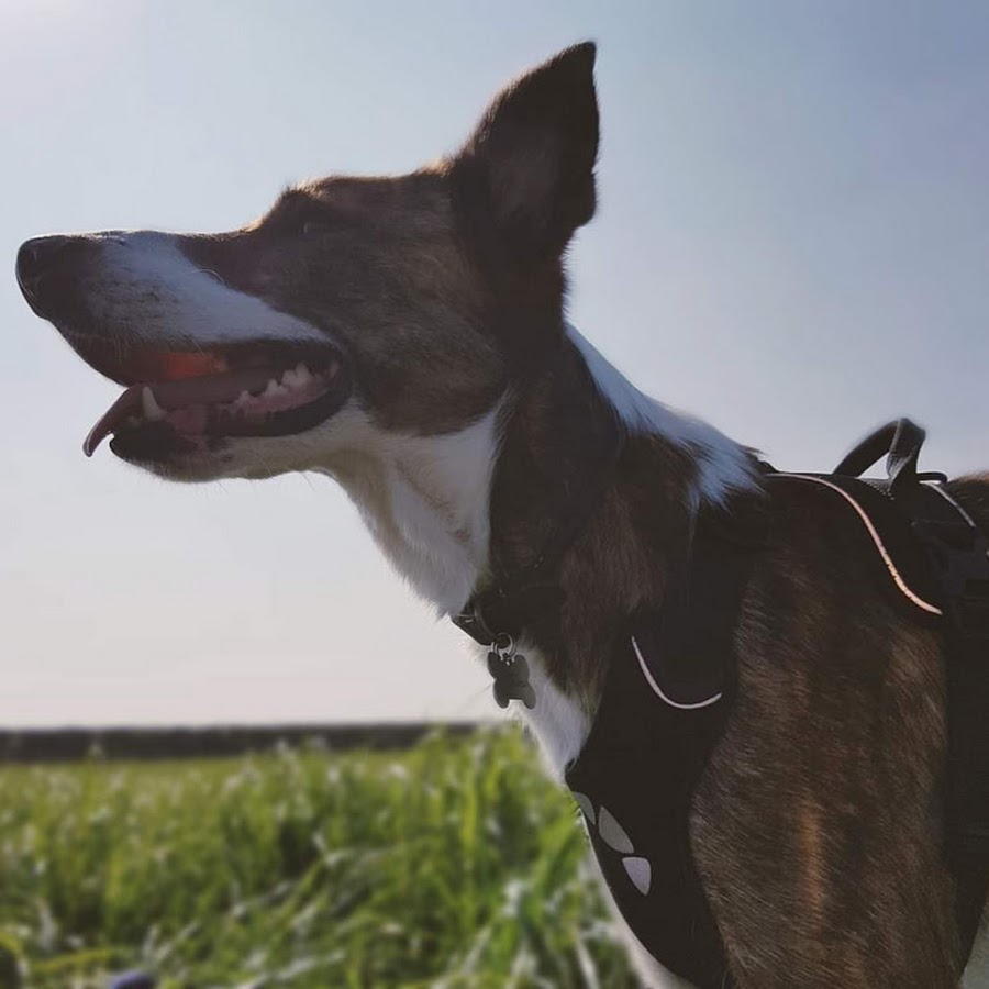 Byron - A Dogs Life رمز قناة اليوتيوب