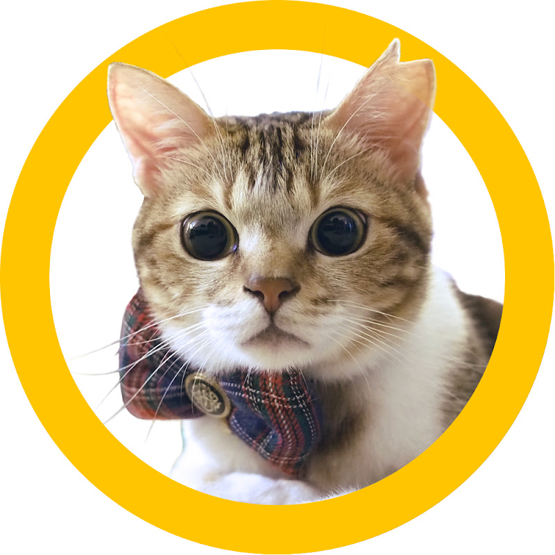 肚臍是隻貓 - 網紅的藏寶箱 