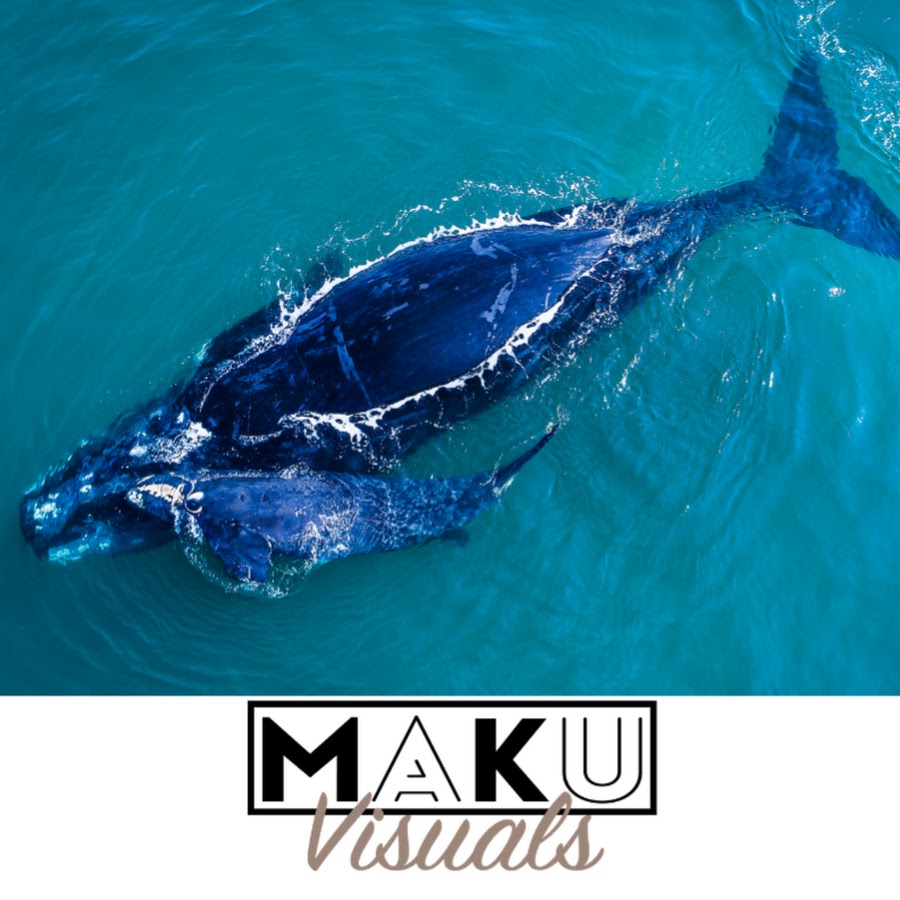 MAKU_Visuals YouTube 频道头像