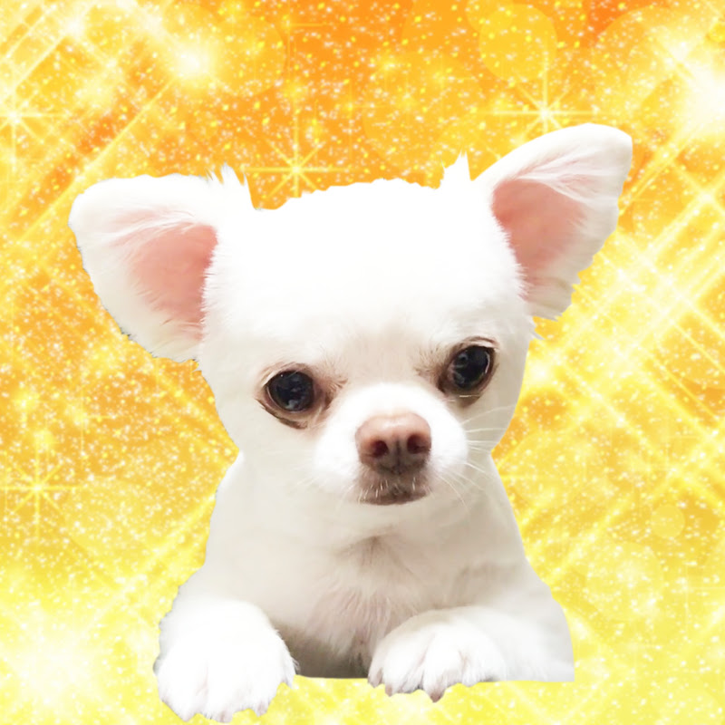 あくまでチワワチャンネル Akumade Chihuahua channel - 網紅的藏寶箱 