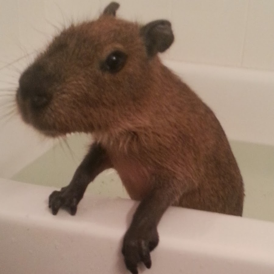 JoeJoe The Capybara YouTube channel avatar