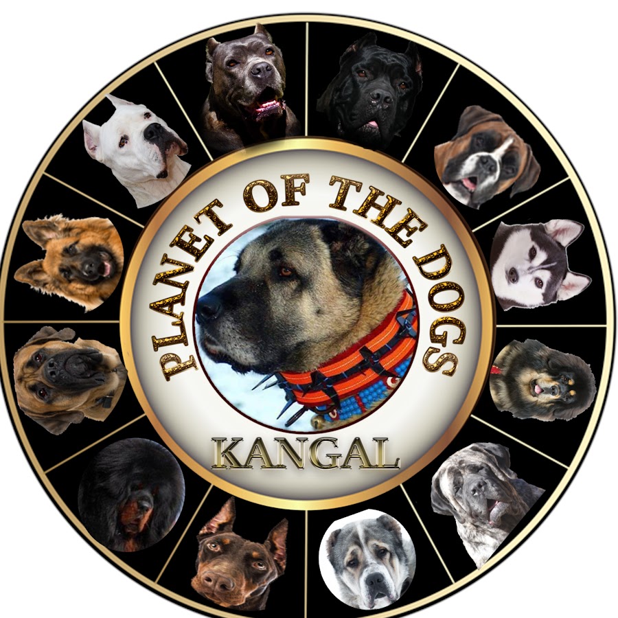 Planet Of The Dogs YouTube channel avatar