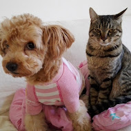 TOTO猫アンドDUFFY犬