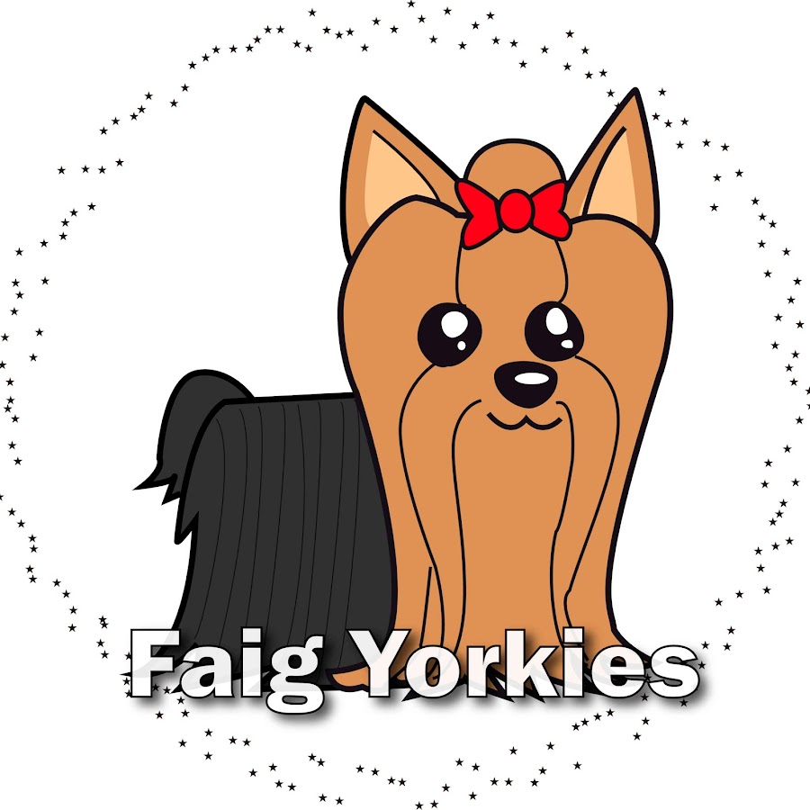 Faig Yorkies YouTube channel avatar