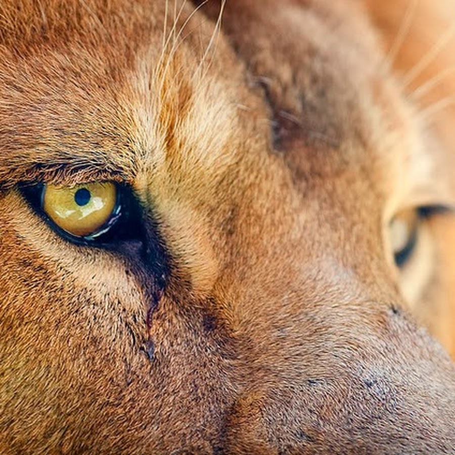 Lion Vision Studios YouTube-Kanal-Avatar